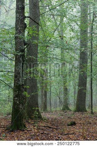 Rich Deciduous Stand With Broken Tree