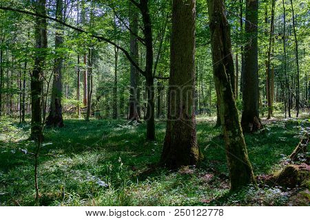 Summertime Deciduous Primeval Forest With Old Spruce Tree