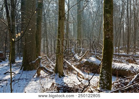 Old Deciduous Forest In Sunny Winter Day