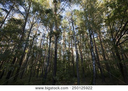 Mixed Forest With Deciduous And Coniferous Trees In The Autumn Season, Sunny Weather, Landscape