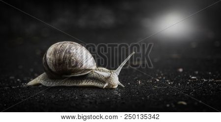 Snail Crawling On The Asphalt Road. Burgundy Snail, Helix, Roman Snail, Edible Snail Or Escargot Cra
