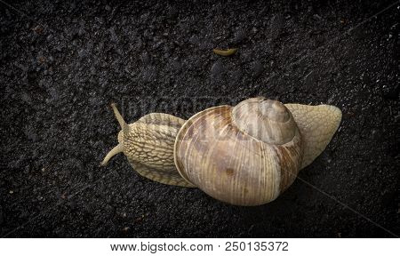 Snail Crawling On The Asphalt Road. Burgundy Snail, Helix, Roman Snail, Edible Snail Or Escargot Cra