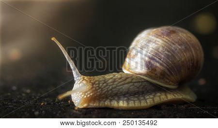 Snail Crawling On The Asphalt Road. Burgundy Snail, Helix, Roman Snail, Edible Snail Or Escargot Cra