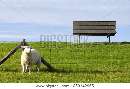 Sheep On A Dike Near The Frisian Village Moddergat