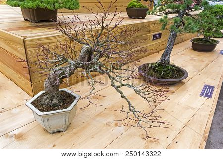 Bonsai - Japanese Maple (acer Palmatum). Age - About 70 Years. Exhibition Of Bonsai In Aptekarsky Og