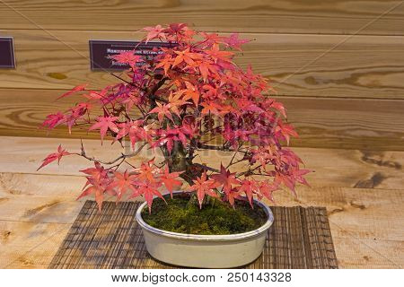 Bonsai - Japanese Maple (acer Palmatum). Age - About 50 Years. Exhibition Of Bonsai In Aptekarsky Og