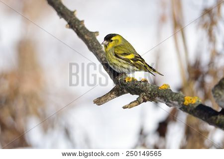 Eurasian Siskin (spinus Spinus) Sits A Branch Covered With Bright Lichen.