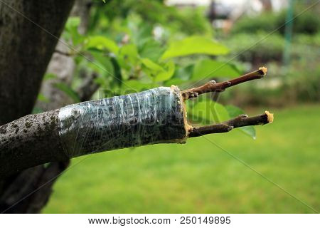 Grafting Apple Tree In Cleft Using Cuttings. Grafted Place Lubricated By Garden Wax And Wrapped By G
