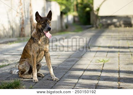 Young Cute Dog Sitting On A Footpath With Tongue Outside. Waiting For Friend