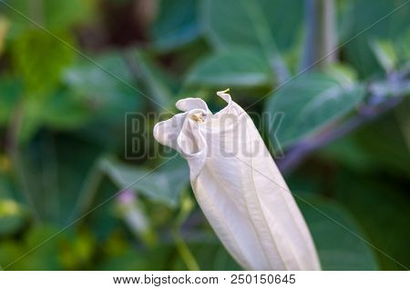 Devil's Trumpet, Datura Metel, In The Garden, Close Up.