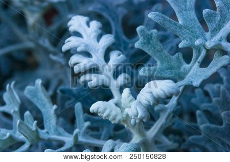 Cineraria Maritima Or Senecio Cineraria. Dusty Miller Plant Or Jacobaea Maritima. Silver Dust In The