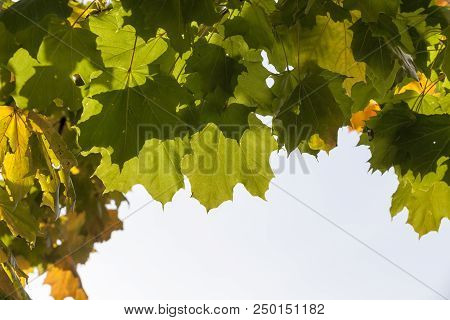 Autumn Foliage Of A Maple Tree On A Tree In The Autumn Season, Closeup