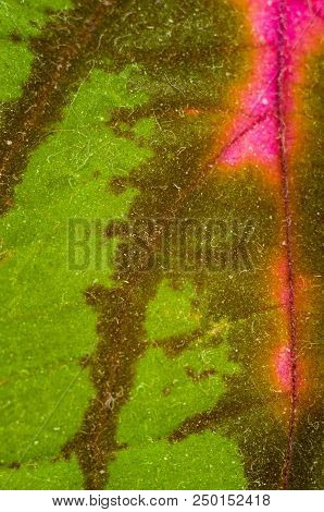 Red And Green Leaves Of The Coleus Plant, Plectranthus Scutellarioides, Close Up.