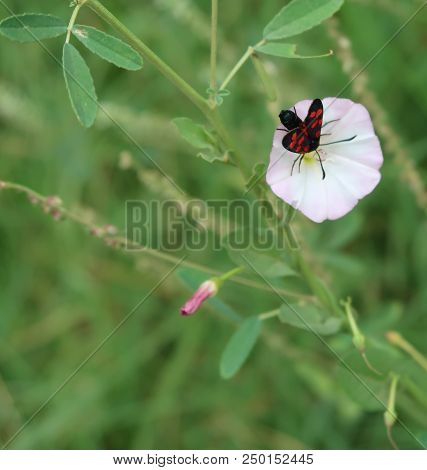 Rustrel, France - July 14, 2018: Photography Showing A Small Insect With Red Speckled On A Plant. Th