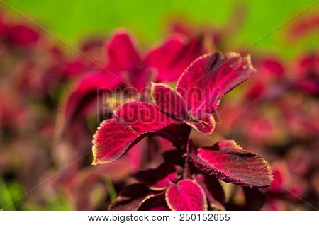 Red And Green Leaves Of The Coleus Plant, Plectranthus Scutellarioides, Close Up.