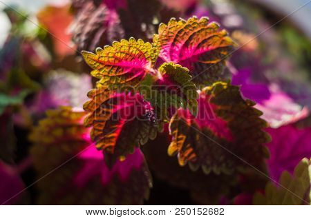 Red And Green Leaves Of The Coleus Plant, Plectranthus Scutellarioides, Close Up.