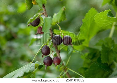 Branch Of Black Currant In A Garden.