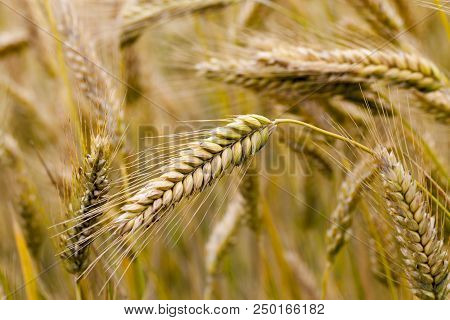 Golden Rye Spike And Blurred Stems In The Field On A Sunny Warm Autumn Day, Closeup