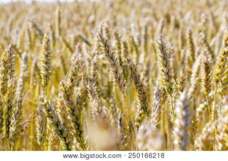 Brightened Dried Wheat Ears On The Field During Ripening, Close-up. On The Surface Of Ears There Are