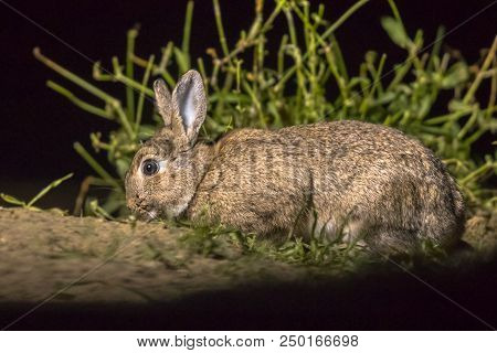 European Rabbit (oryctolagus Cuniculus) Foraging In Darkness At Night