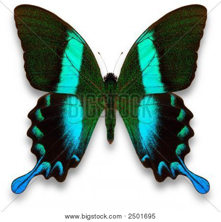 Batterfly