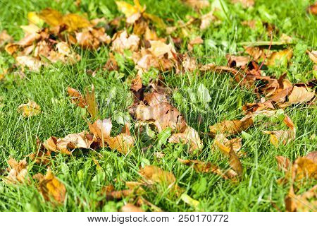 Orange Dry Foliage Of Maple And Other Deciduous Trees Fallen To The Ground And Green Fresh Grass In 