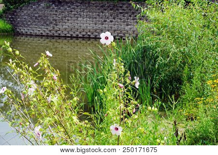 Halberd-leaved Rose Mallow (hibiscus Laevis), And Other Wildflowers, Bloom Along The Edge Of A Small