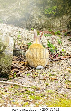 The Back View Of A Brown And White Rabbit In The Ground.