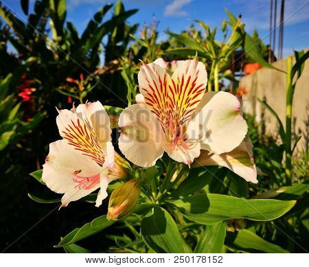 Impressive Pastel Color Flower With Bright Yellow Center And Little Red Spots And Stripes. Tropical 