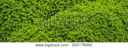 Peppermint Plantation Organic For Background, Fresh Mint Growing At Vegetables Planting Area. Banner