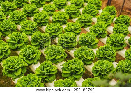 Fresh Lettuce Leaves, Close Up., Butterhead Lettuce Salad Plant, Hydroponic Vegetable Leaves. Organi