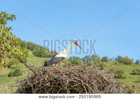 Nest Of Storks In Darreh Tafi Village Near Zarivar Lake, Darreh Tafi Village, 15kms West Of Marivan,