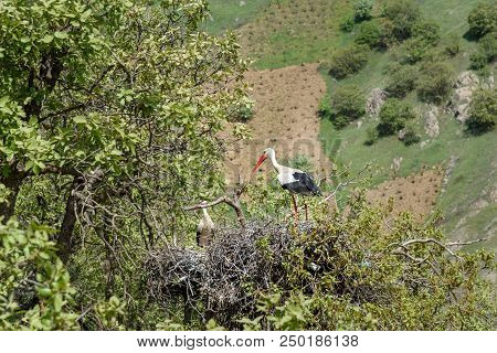 Nest Of Storks In Darreh Tafi Village Near Zarivar Lake, Darreh Tafi Village, 15kms West Of Marivan,