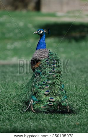 Peacock Is Standing With His Back And Looking At The Camera On A Green Background