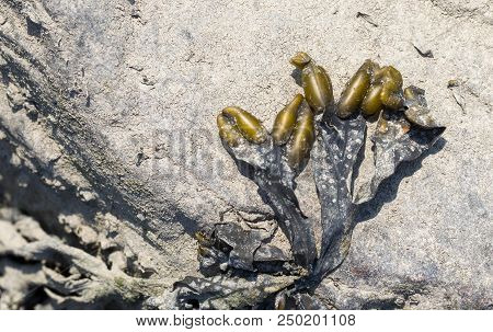 Seaweed At The Coast Of The Waddensea
