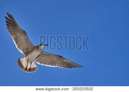 Albatross A Large Sea Bird With A Long Beak And Narrow Wings, Black And White Feathers, Feeds On Fis