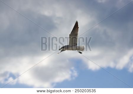 Albatross A Large Sea Bird With A Long Beak And Narrow Wings, Black And White Feathers, Feeds On Fis
