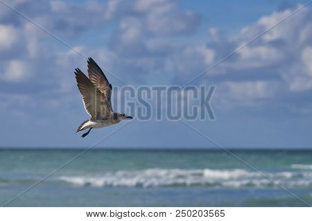 Albatross A Large Sea Bird With A Long Beak And Narrow Wings, Black And White Feathers, Feeds On Fis