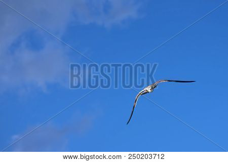 Albatross A Large Sea Bird With A Long Beak And Narrow Wings, Black And White Feathers, Feeds On Fis