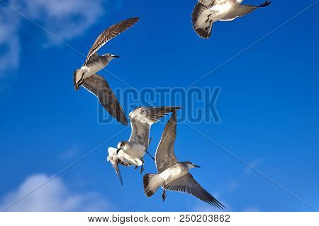 Albatross A Large Sea Bird With A Long Beak And Narrow Wings, Black And White Feathers, Feeds On Fis