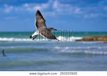 Albatross A Large Sea Bird With A Long Beak And Narrow Wings, Black And White Feathers, Feeds On Fis