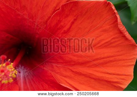 Close Up Texture Of Orange Hibicus Flower, Tropical Flower