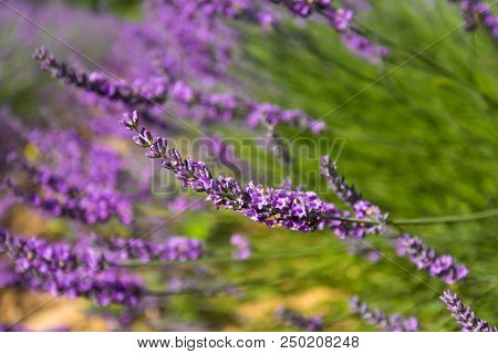 Lavender Inflorescence. Close Up. Background. Provence, France