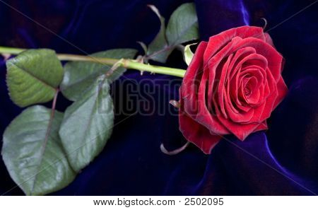 Rosa roja en terciopelo azul