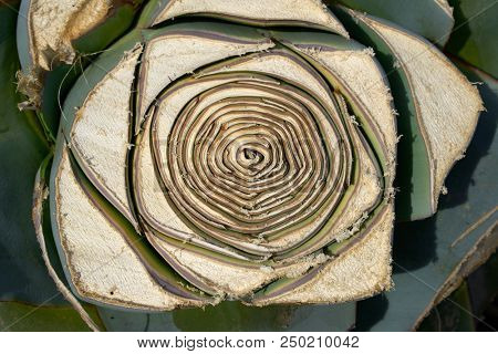 agave from mediterranean cut leaves texture pattern