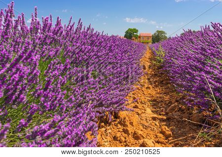 Orange Path Between Rows Of Lavender. House On The Horizon