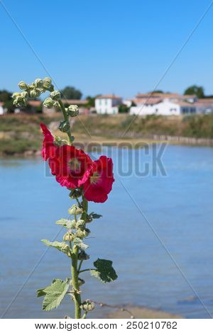 Ile de RÃ© - Hollyhocks in landscape with salt lake