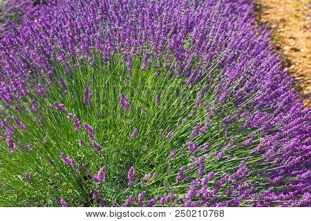Lavender Inflorescence As A Fan, Provence Fields
