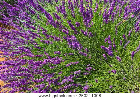 Lush Bush Of Lavender Spikes, Provence, France