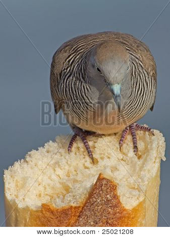 Baguette